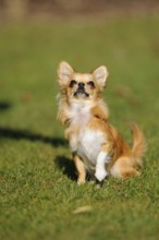 An alert sitting Chihuahua on a green meadow in the sun, Chihuahua, Longhair