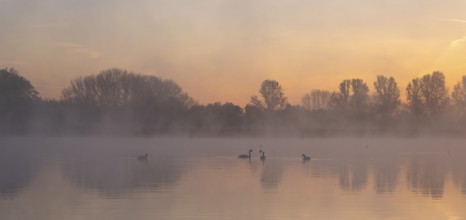 Mute swans (Cygnus olor) swimming on a pond at sunrise, warm morning light, trees, fog, Thuringia,