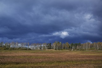 Bog birch (Betula pubescens), in front of a dark sky, Federsee lake nature reserve, UNESCO World