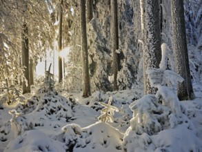 Sun shining through forest in snow and hoarfrost, Horben, Beinwil, Freiamt, Canton Aargau,