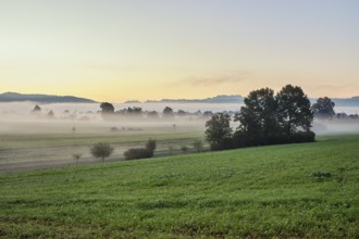 Meadows and trees in the early morning mist, Reuss valley, Aristau, Freiamt, Canton Aargau,