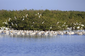 Rhinoceros Pelican (Pelecanus erythrorhynchos), adult, group, in water, fishing, wintering,