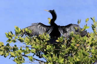 American Darter (Anhinga anhinga), American Darter, adult, male, on tree, drying feathers, Merritt