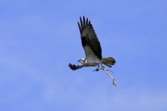 Osprey (Pandion haliaetus carolinensis), adult, flying, with nesting material, Paynes Prairie