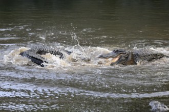 Mississippi Alligator (Alligator mississippiensis), pike alligator, adult, male, two males,