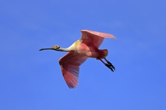 Roseate spoonbill (Platalea ajaja), adult, flying, St. Augustine, Florida, North America, USA,