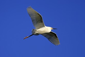 Great Egret (Egretta thula), adult, flying, St. Augustine, Florida, North America, USA, North