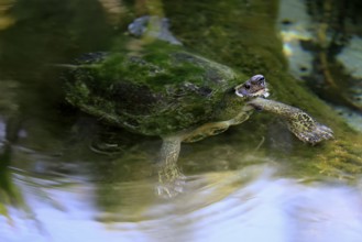 Tabasco tortoise (Dermatemys mawii), adult, in water, swimming, Central America