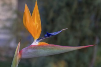 Bird of paradise flower (Strelitzia reginae), Apulia, Italy, Europe