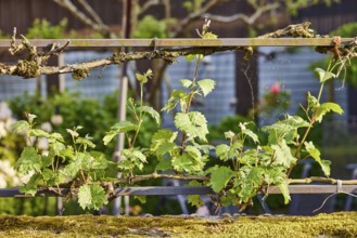 Noble vine (Vitis vinifera), metal railing, depth of field, Mesenich, district of Cochem-Zell,