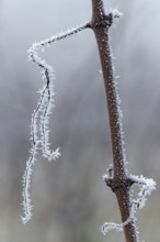 A thin branch of a grapevine with frost in a diffuse environment, Rems Valley, Baden-Württemberg,