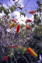 Bottlebrush tree in flower, Callistemon, Trinidad and Tobago c 1963