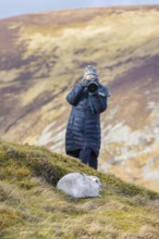 Nature photographer approaching mountain hare, snow hare (Lepus timidus) in white winter pelage in