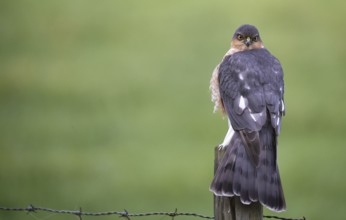 Sparrowhawk, (Accipiter nisus) sitting on a perch, Schleswig-Holstein, Germany, Europe