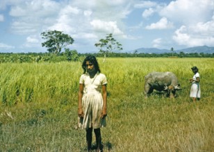 Two young women children and water buffalo in rice fields of central Trinidad 1963