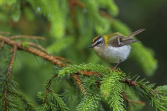 Goldcrest, Regulus ignicapillus, Luce, Mountain area, Luce, Styria, Slovenia, Europe