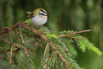 Goldcrest, Regulus ignicapillus, Luce, Mountain area, Luce, Styria, Slovenia, Europe