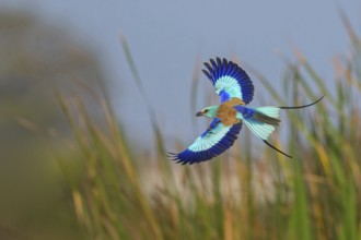 Abyssinian roller (Coracias abyssinica), Kuntaur rice fields, Kuntaur, South Bank, Gambia, Africa