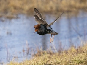 Ruff (Calidris pugnax) male in breeding plumage displaying at lek, jumping up in the air, Pokka,