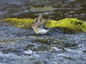 Temminck's Stint (Calidris temminckii), flying across a stream, Finnmark, Norway, Europe