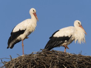 White stork (Ciconia ciconia), a pair of birds at rest, on nesting platform, against a blue sky,