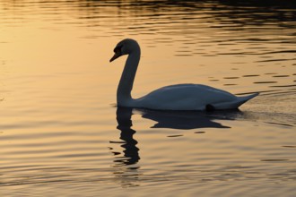 Mute swan (Cygnus olor), at sunset, subsidence area, Bottrop, Ruhr area, North Rhine-Westphalia,