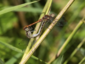 Common darter dragonfly (Sympetrum striolatum) male and female copulating, in wheel position,