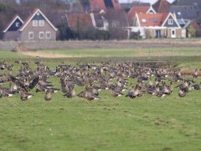 White-fronted goose (Anser albifons), flock resting and feeding on meadow, island of Texel, Holland