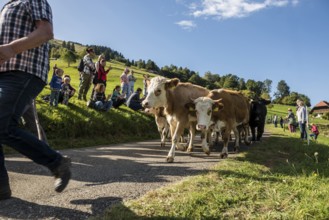 Alpine cattle drive, Münstertal, Southern Black Forest, Black Forest, Baden-Württemberg, Germany,