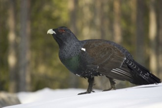 Scandinavia, Sweden, capercaillie in winter (Tetrao urugallus), Vesterberget, Hamra, Sweden, Europe