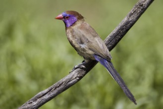 Garnet deer, (Uraeginthus granatina) male, Farm Ondekaremba, Namibia, Africa