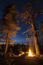 Man in the evening at a bivouac with campfire, Lapland, Sweden, Scandinavia, Europe