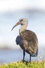 Hagedash, Hadada Ibis, (Bostrychia hagedash), Ibis, Table Mountain National Park Cape of Good Hope