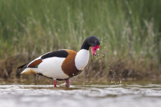 Common shelduck (Tadorna tadorna) Duck bird, half-goose family, male, bathing, swimming, shallow