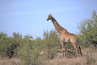 Cape giraffe (Giraffa camelopardalis giraffa), Cape giraffe, adult, Kruger National Park, Kruger