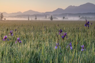 Irises, flowers, morning light, mood, spring, Staffelsee, Murnau, Alpine foothills, Bavaria,