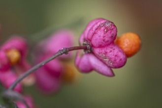 Peacock, spindle bush (Euonymus europaeus), fruit stand, Emsland, Lower Saxony, Germany, Europe