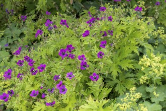 Cranesbill (Geranium), North Rhine-Westphalia, Germany, Europe