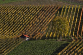 Cottage, tree, in the vineyard, vines, grapevines, wine growing, autumn colours, autumn,