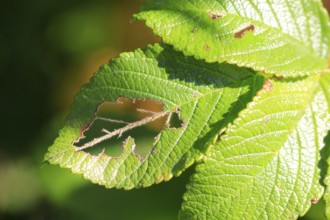 Pest infestation, Mecklenburg-Western Pomerania, Germany, Europe