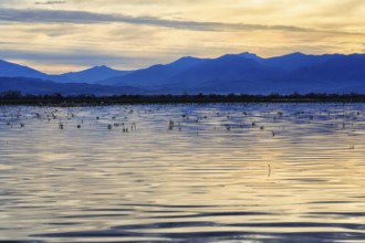 Lake Kerkini, Lake Kerkini, morning mood, silhouette, Central Macedonia, Greece, Europe