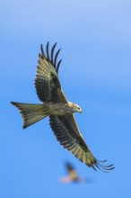 Red Kite, Milvus milvus, bird in flight