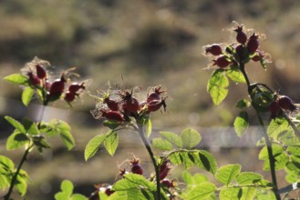 Rosehips, September, Mecklenburg-Western Pomerania, Germany, Europe