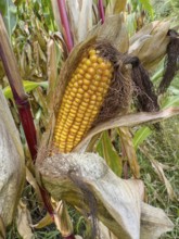 Ripe corn corn cob with visible yellow corn kernels of maize Corn plant (Zea mays), Germany, Europe