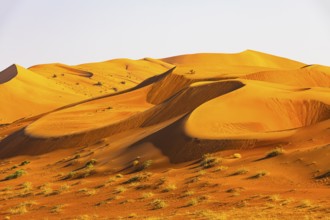 Wind-sculpted curved sand dunes in the Rub al Khali desert, Dhofar province, Arabian Peninsula,