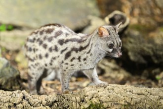 Common genet (Genetta genetta), wildlife in a forest, Montseny National Park, Catalonia, Spain,