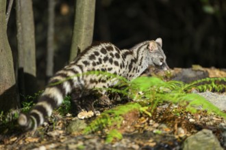 Common genet (Genetta genetta), wildlife in a forest, Montseny National Park, Catalonia, Spain,