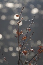 Wintertime, snow crystals, Saxony, Germany, Europe