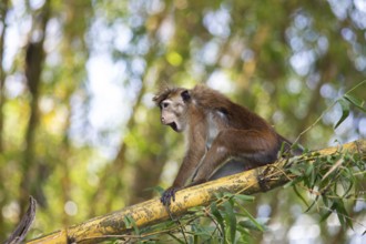 Ceylon hat monkey (Macaca sinica) on a bamboo by the Mahaweli River, Kandy, Central Province, Sri