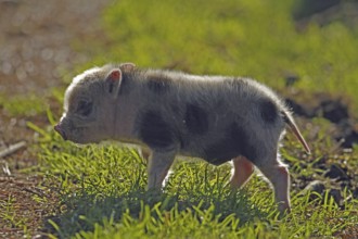 Pot-bellied pig (Sus scrofa domesticus), young animal